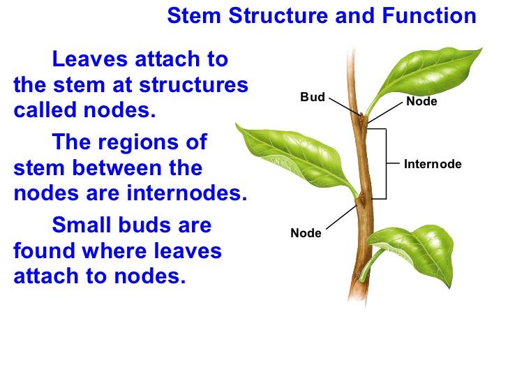 leaves structure and function